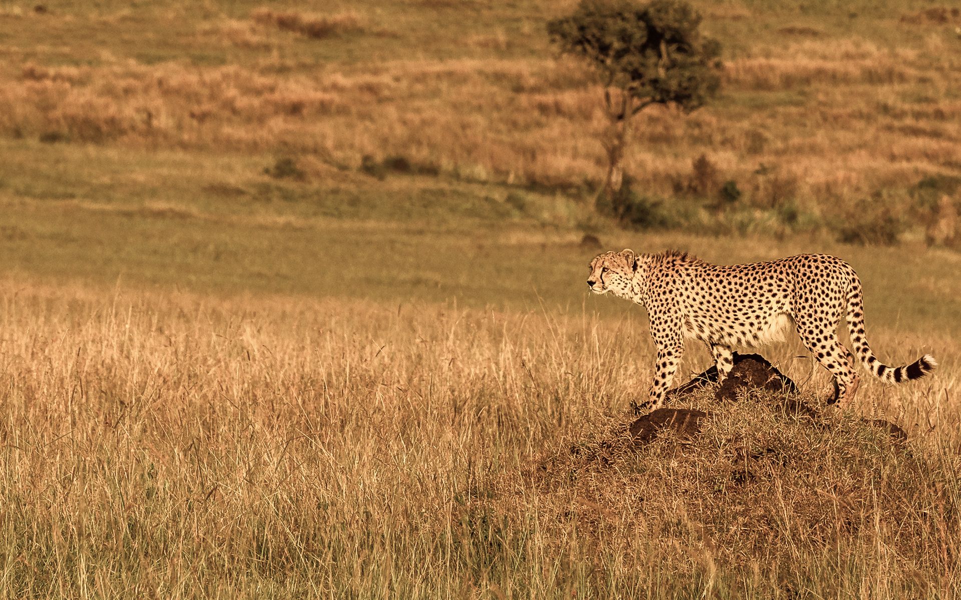 Gepard, der auf einem Felsen in der Savanne steht