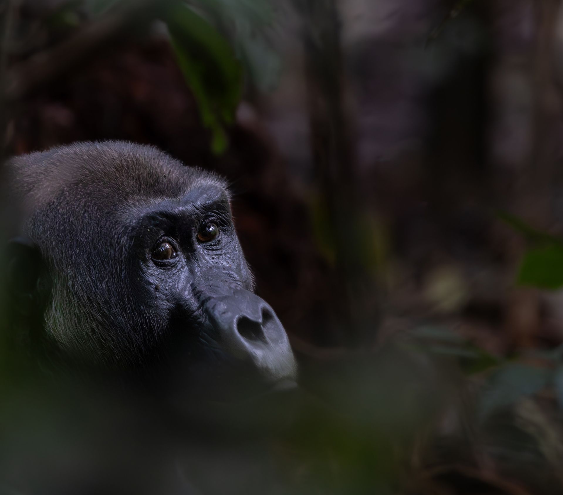 Nahaufnahme eines Gorillas im Dschungel