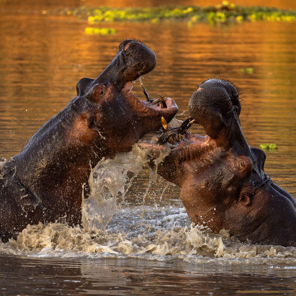 Zwei Nilpferde kämpfen im Wasser