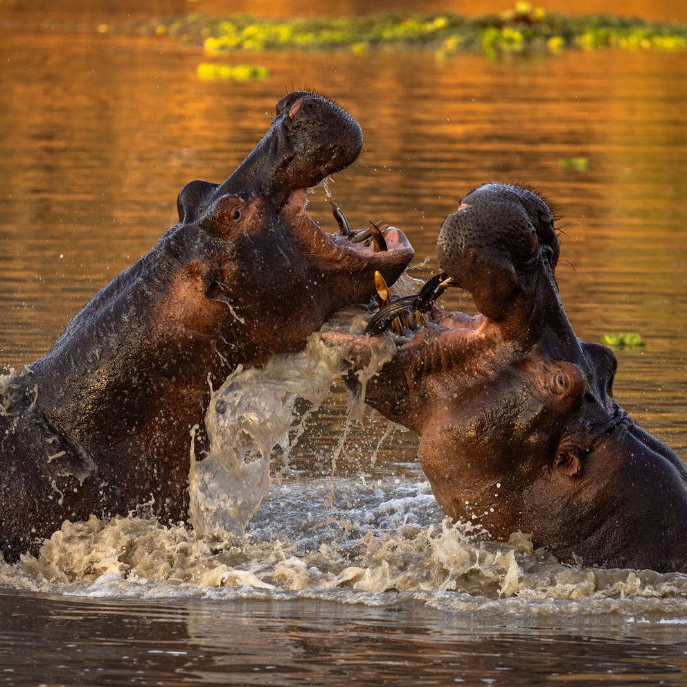 Zwei Nilpferde kämpfen im Wasser