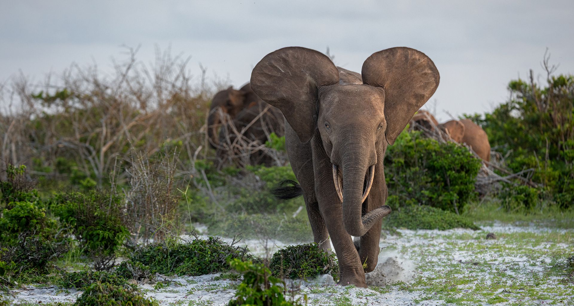 Afrikanischer Elefant, der durch die Landschaft wandert