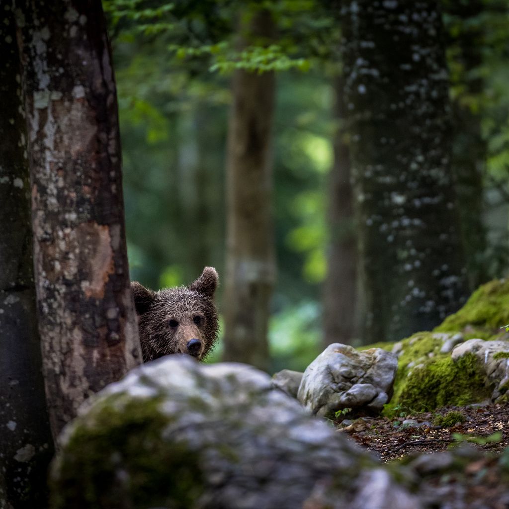 Ein brauner Bär, der hinter einem Baum im Wald hervorschaut