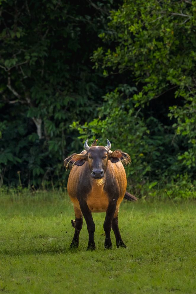 A brown cow standing in a lush green field surrounded by trees