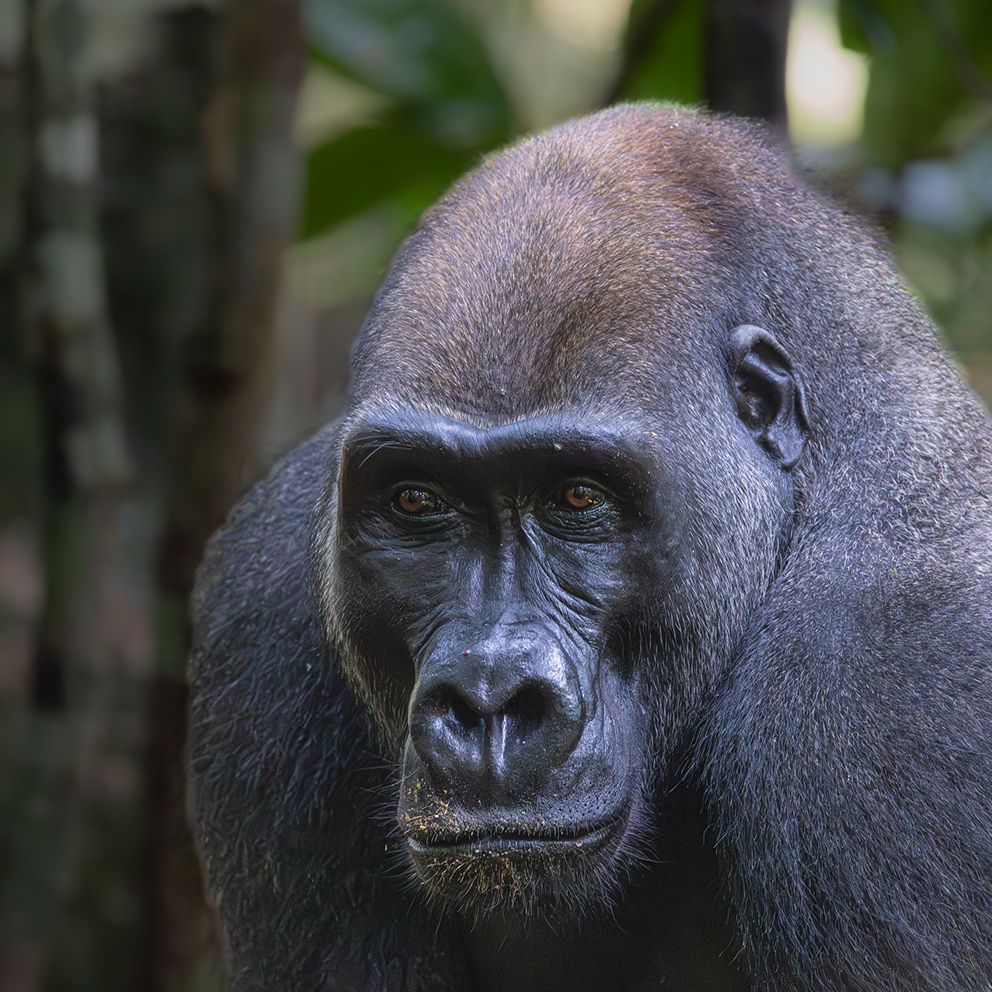Porträt eines Gorillas im Dschungel