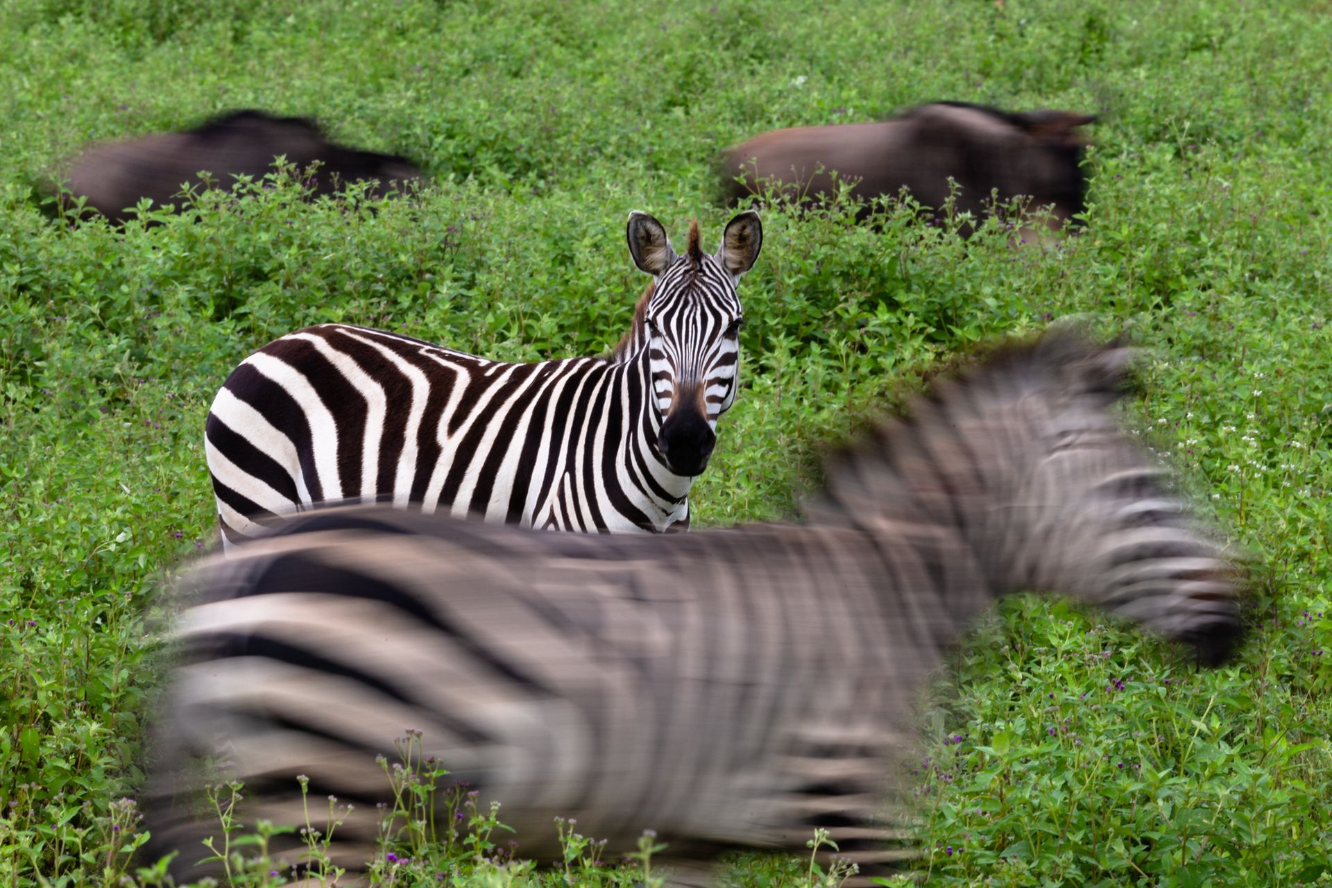 Ein Zebra in der Natur mit verschwommenem Hintergrund