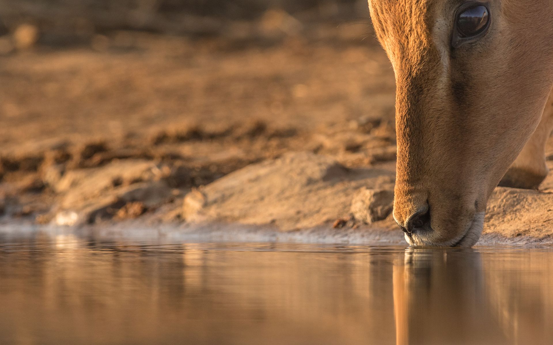 Close-up of an animal drinking water from a serene pond