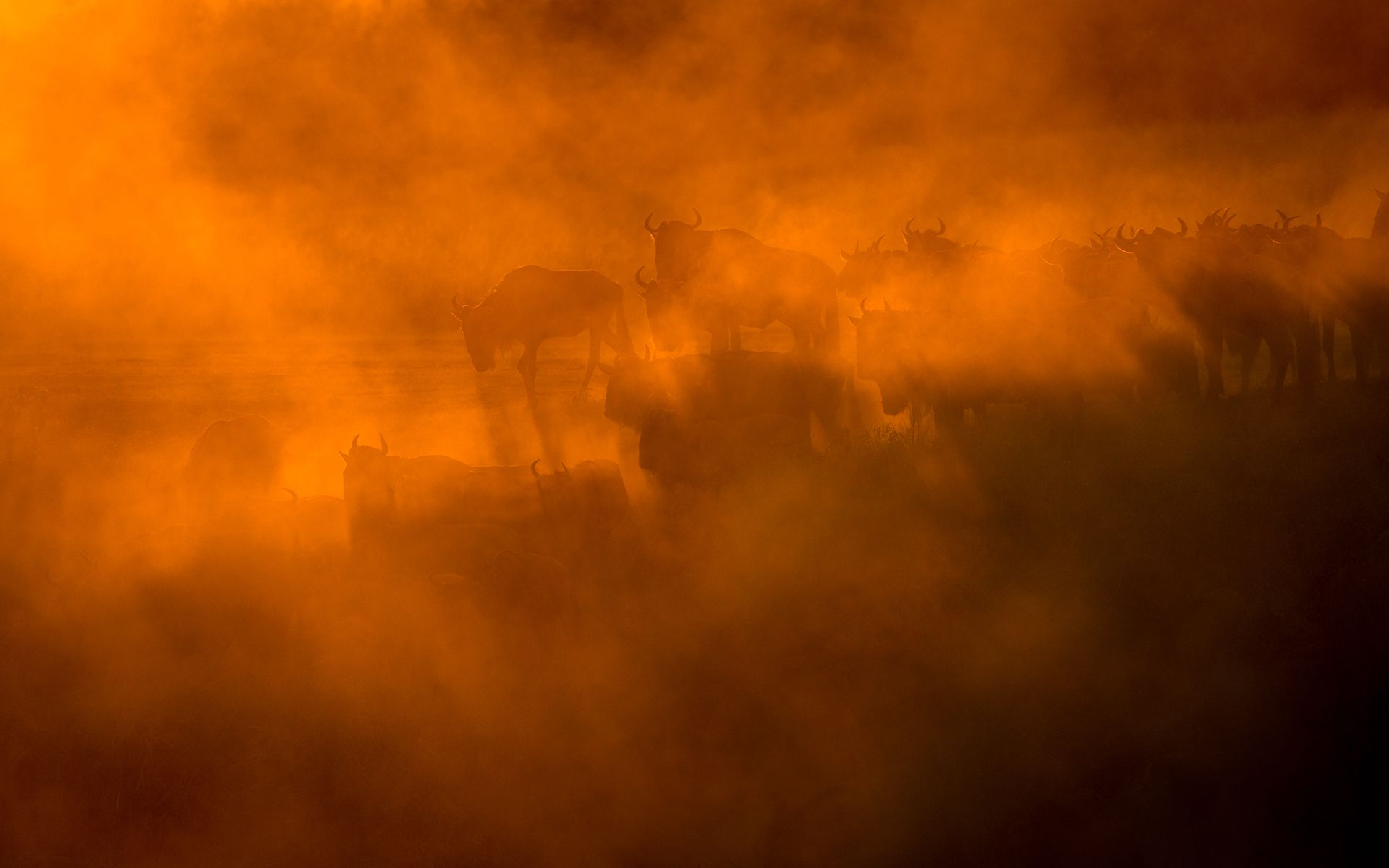 Eine Herde von Kühen im Nebel während des Sonnenuntergangs