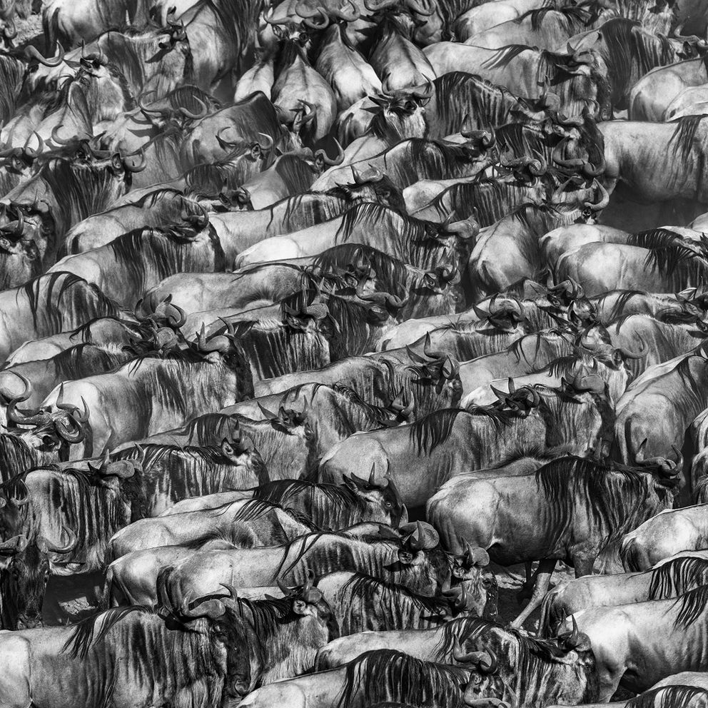 A dense herd of wildebeest in black and white, showcasing their unique features