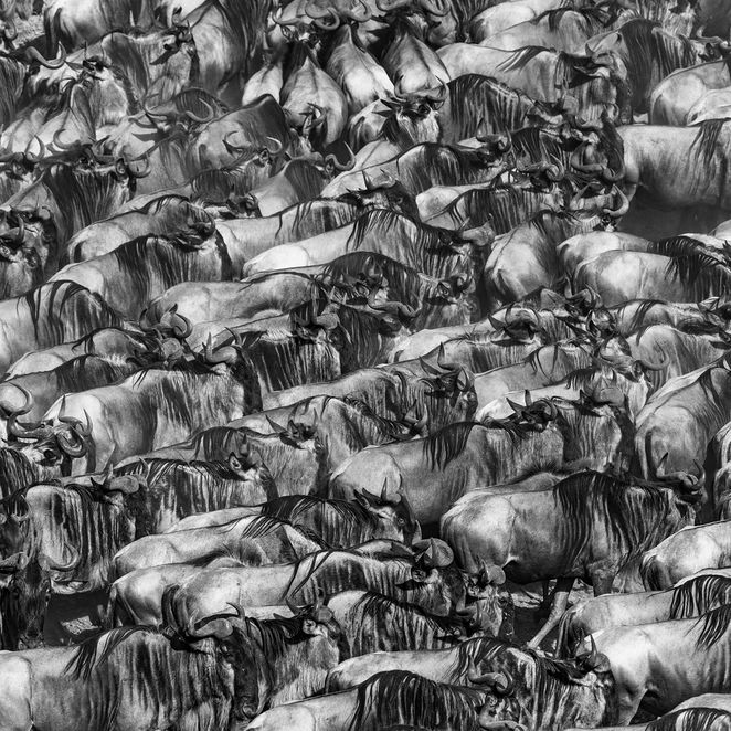 Eine große Herde von Wildbeests in Schwarz-Weiß